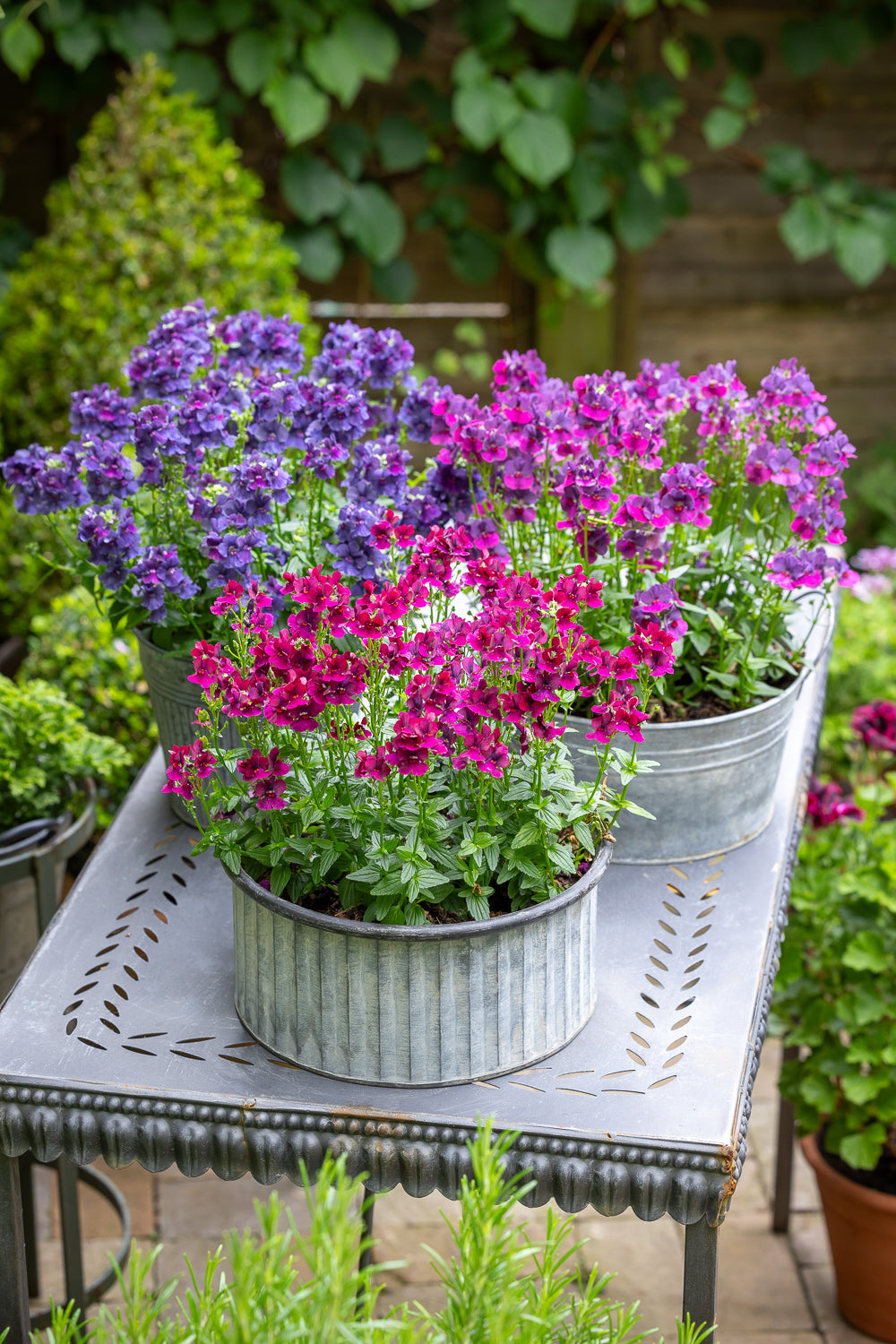 Border collections - up to 25% off | Sarah Raven
