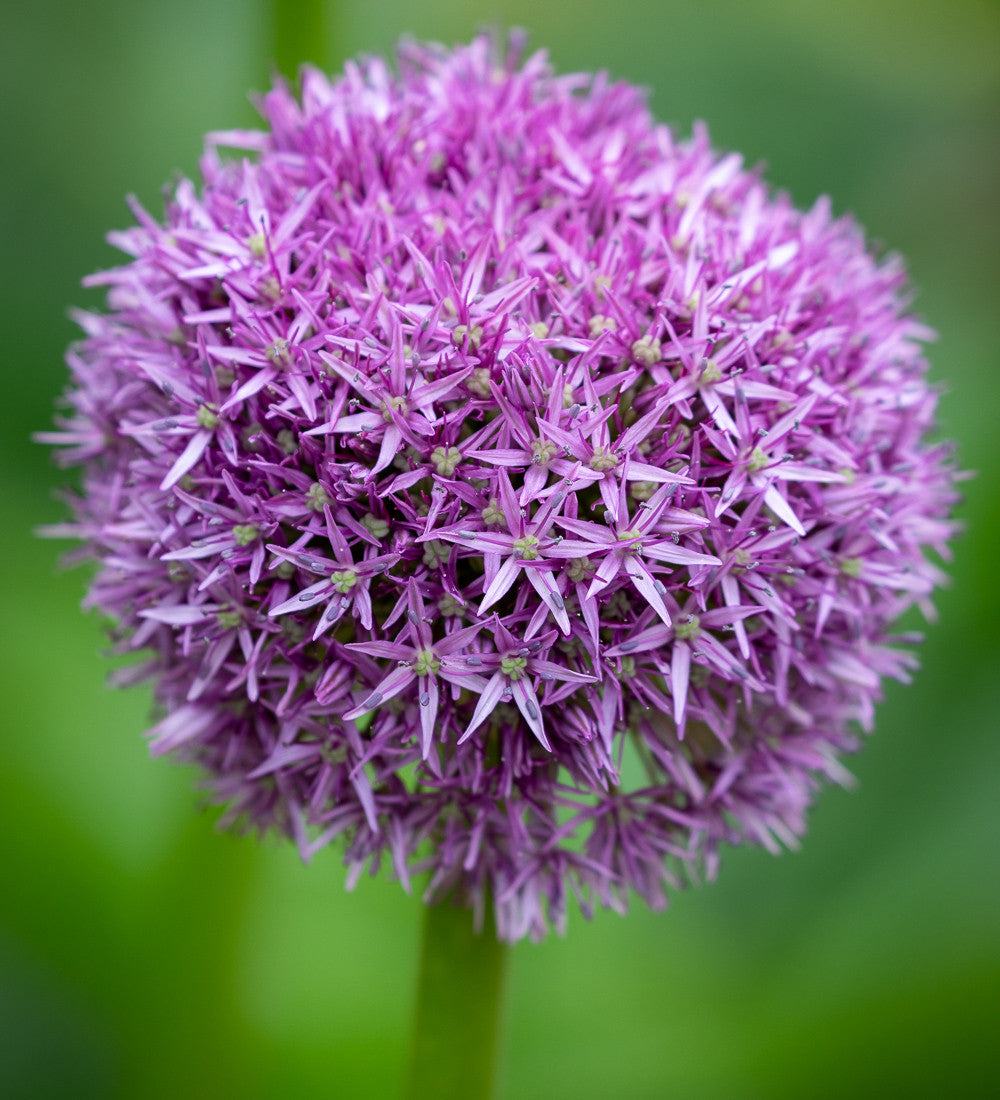 Allium x 'Globemaster'