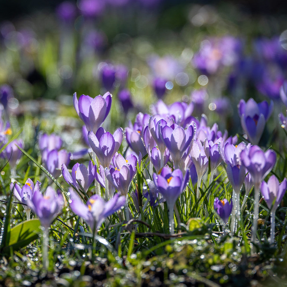 Crocus tommasinianus