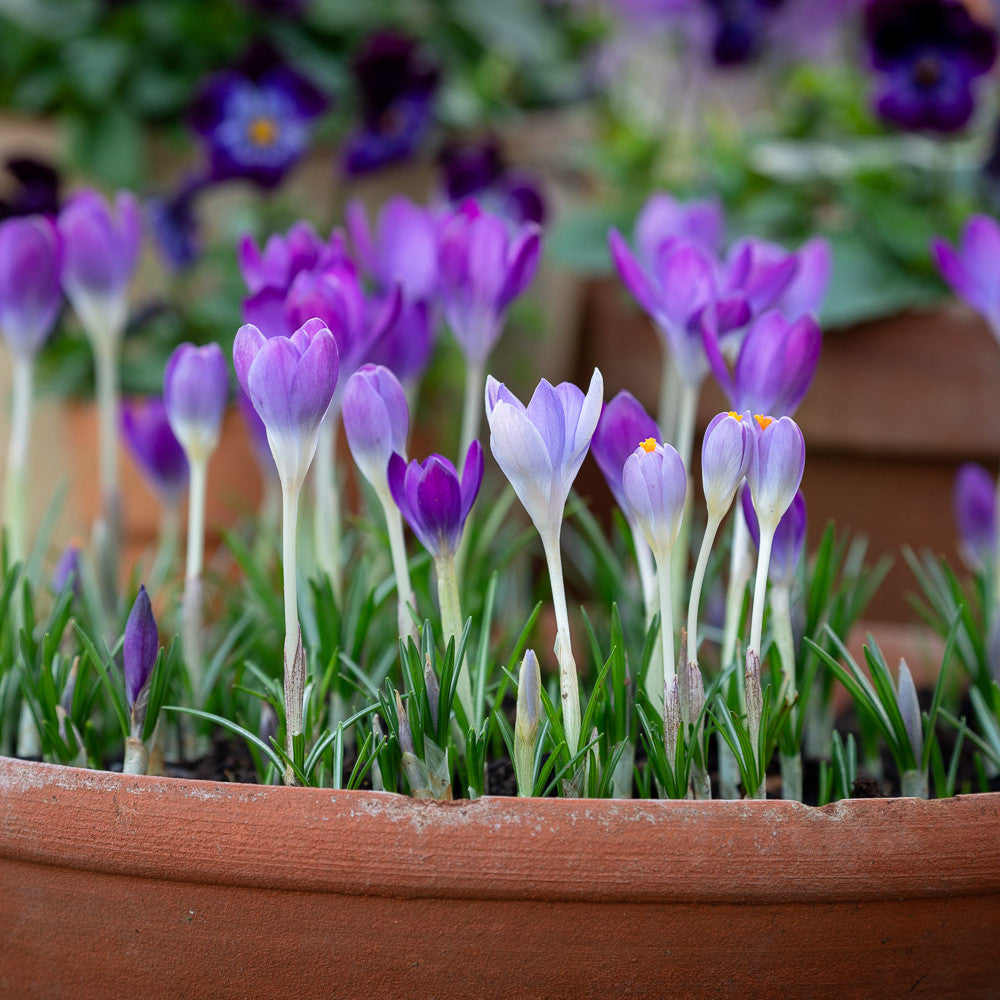 Crocus tommasinianus