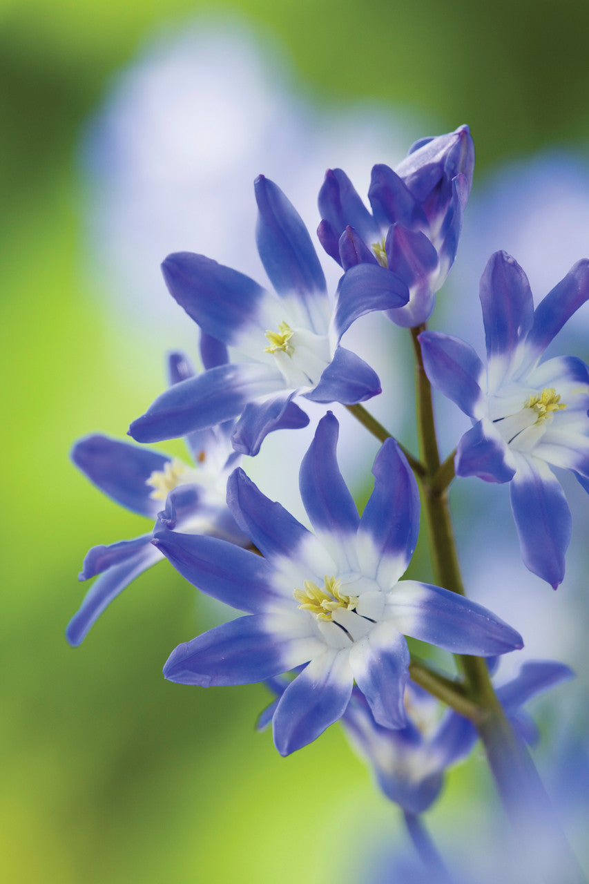 Chionodoxa forbesii