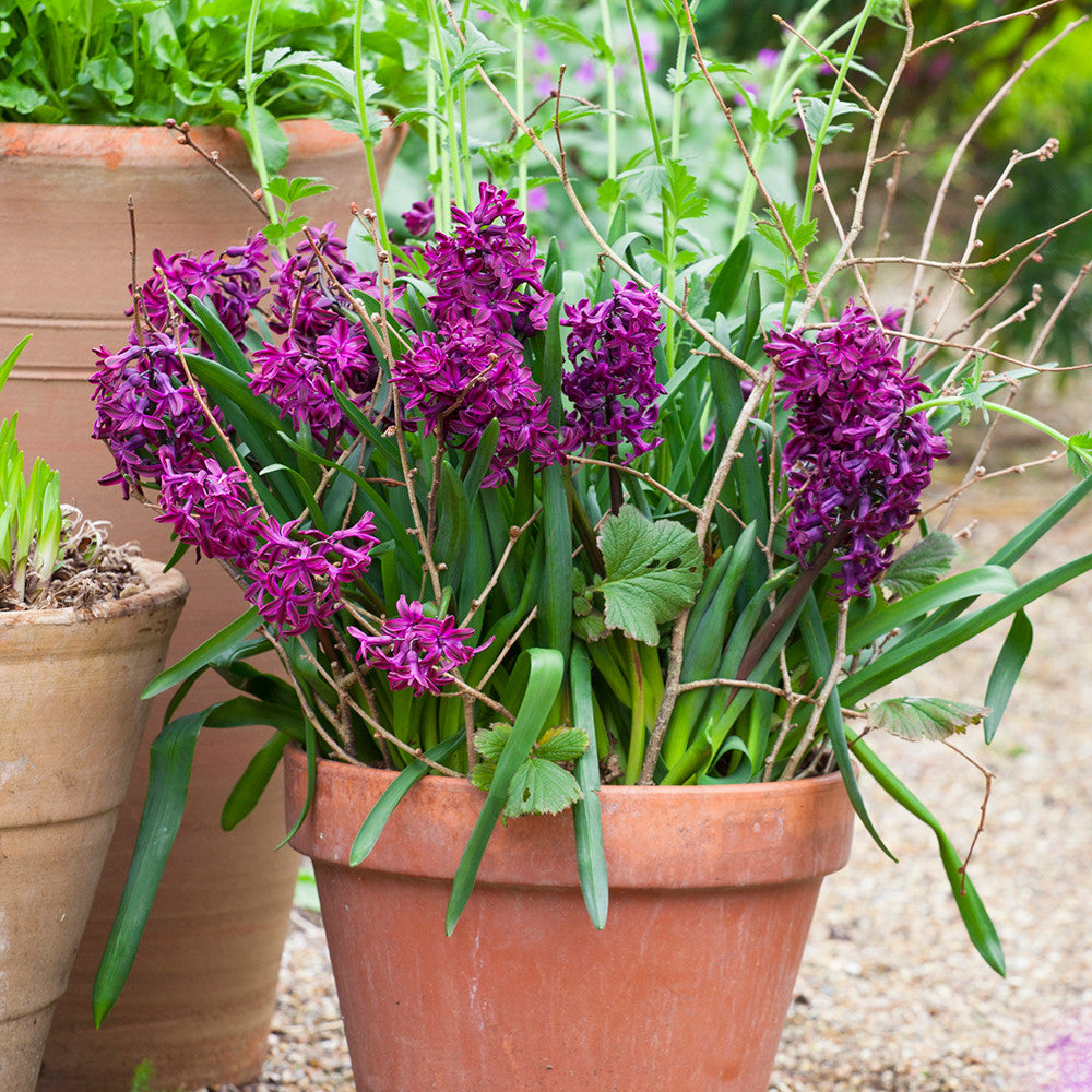 Hyacinthus orientalis 'Woodstock'