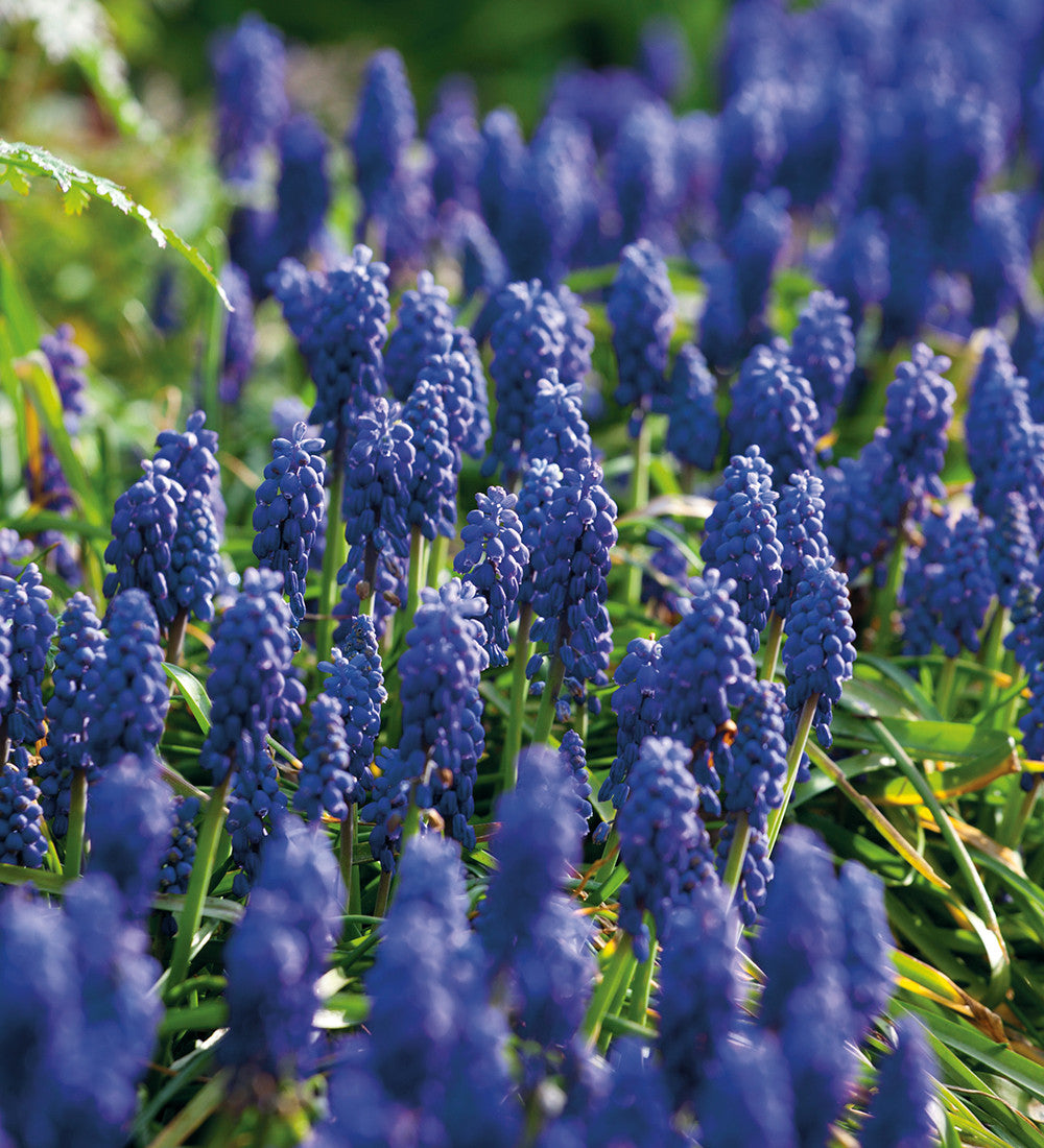 Muscari armeniacum