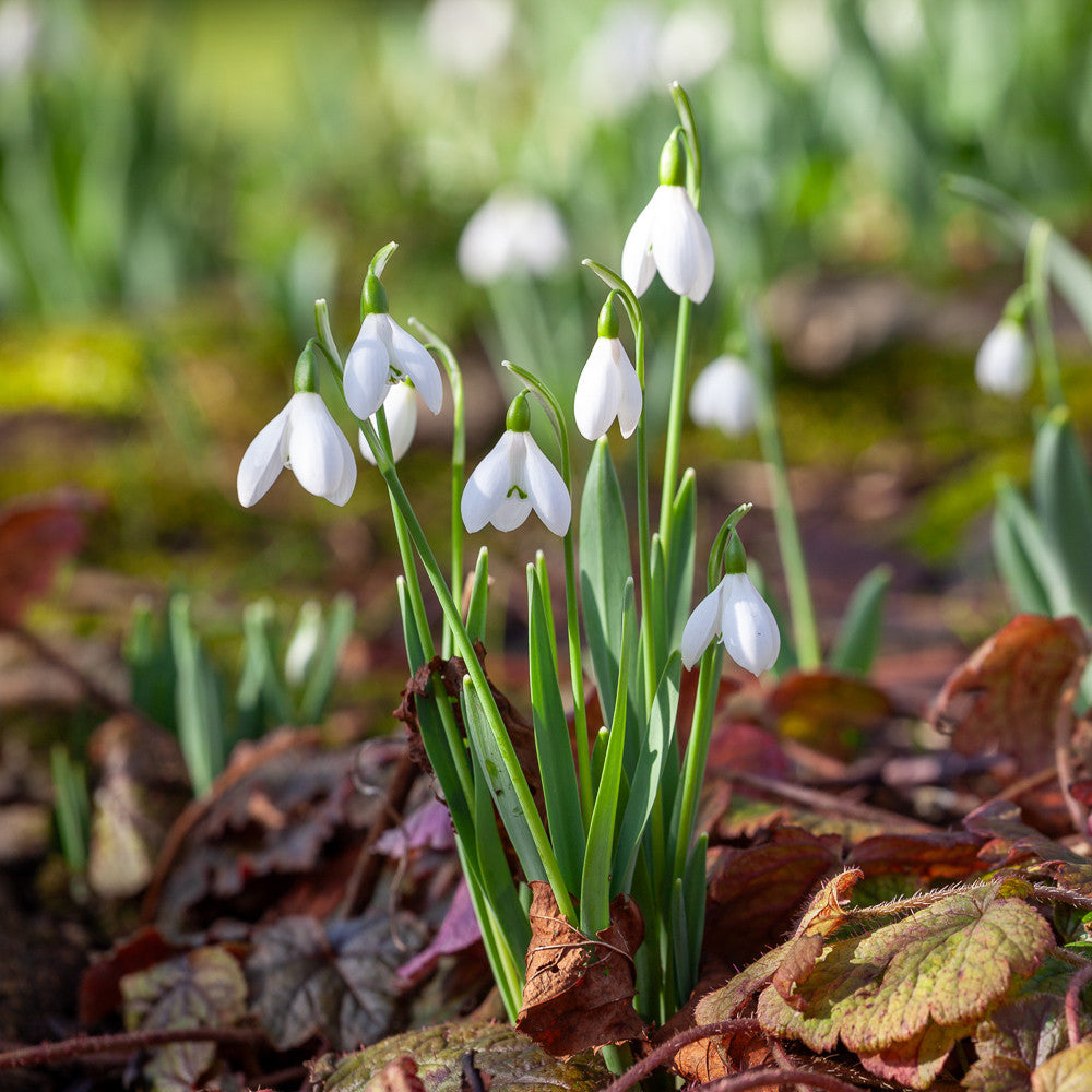Galanthus nivalis (Common Snowdrop)