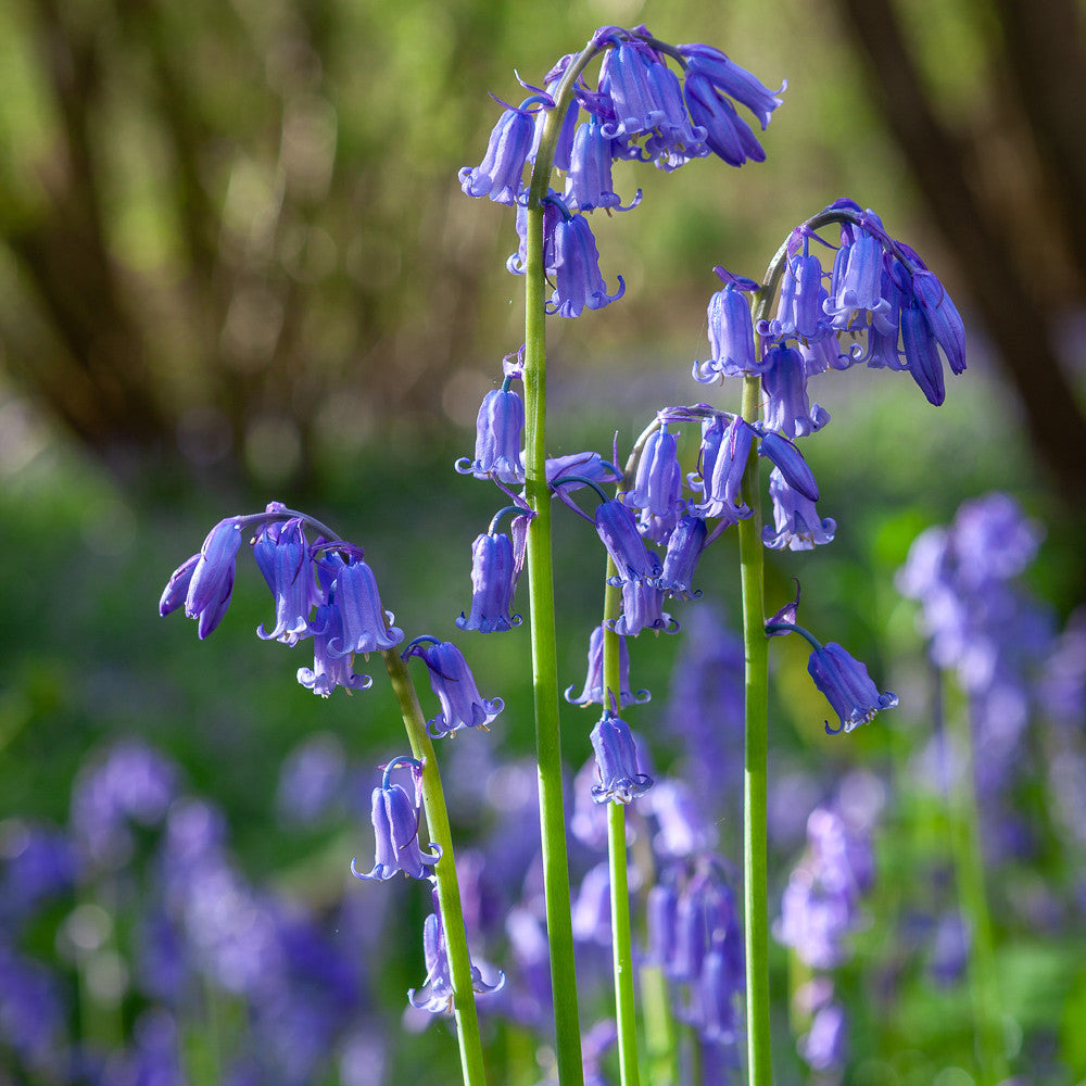 Bluebells (Hyacinthoides non scripta)