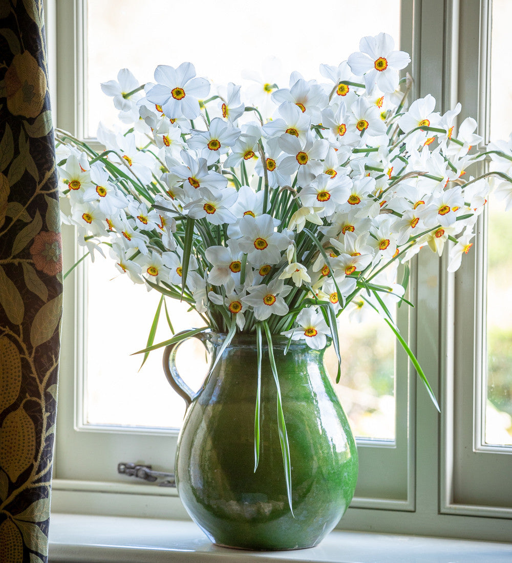 Narcissus 'Actaea'