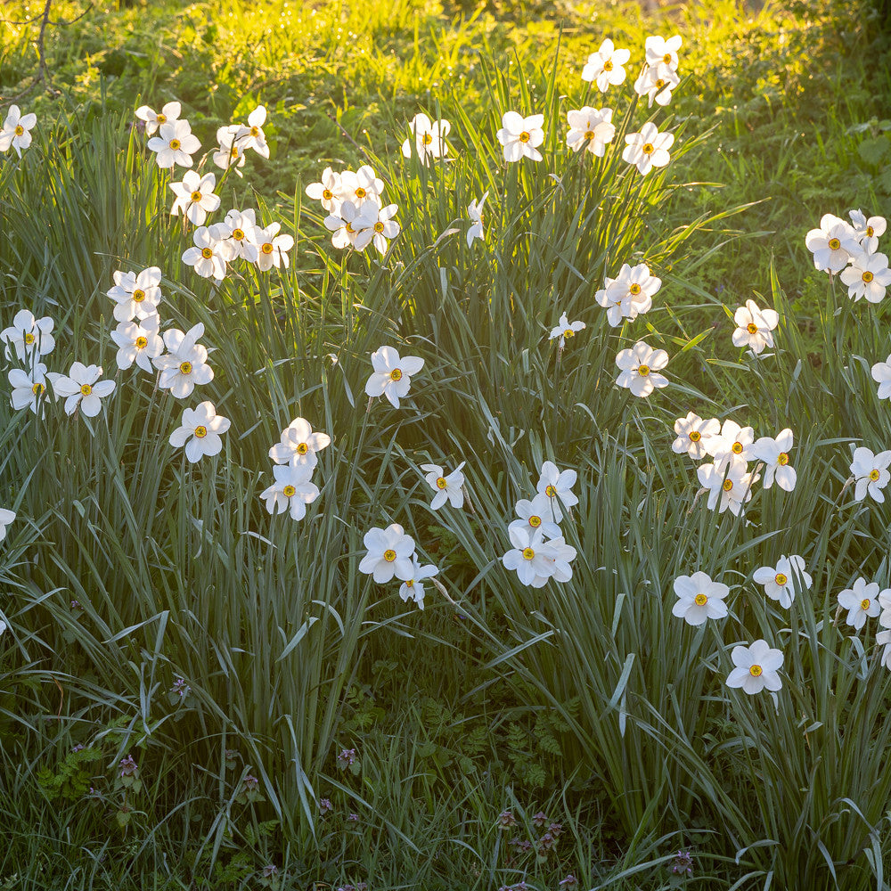 Narcissus 'Actaea'