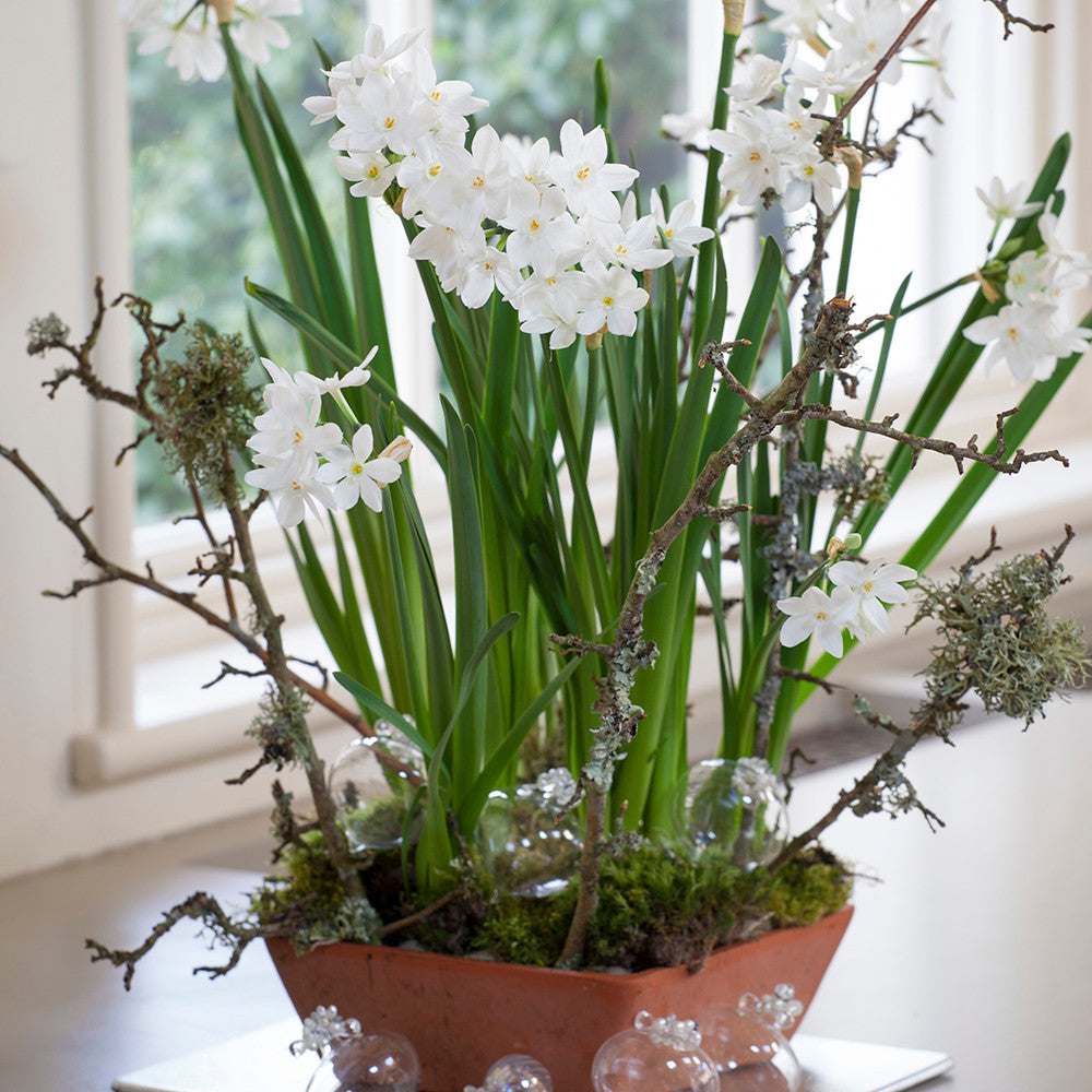 Narcissus papyraceus 'Ziva' (Forcing)