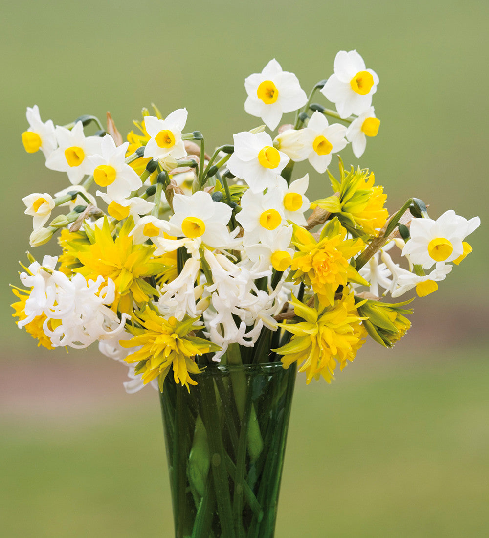 Narcissus 'Avalanche'