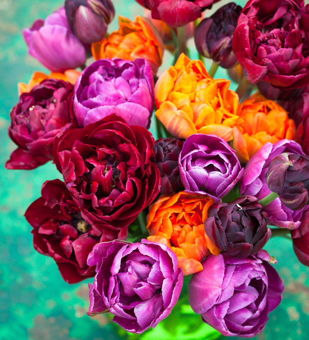 Tulip 'Antraciet'