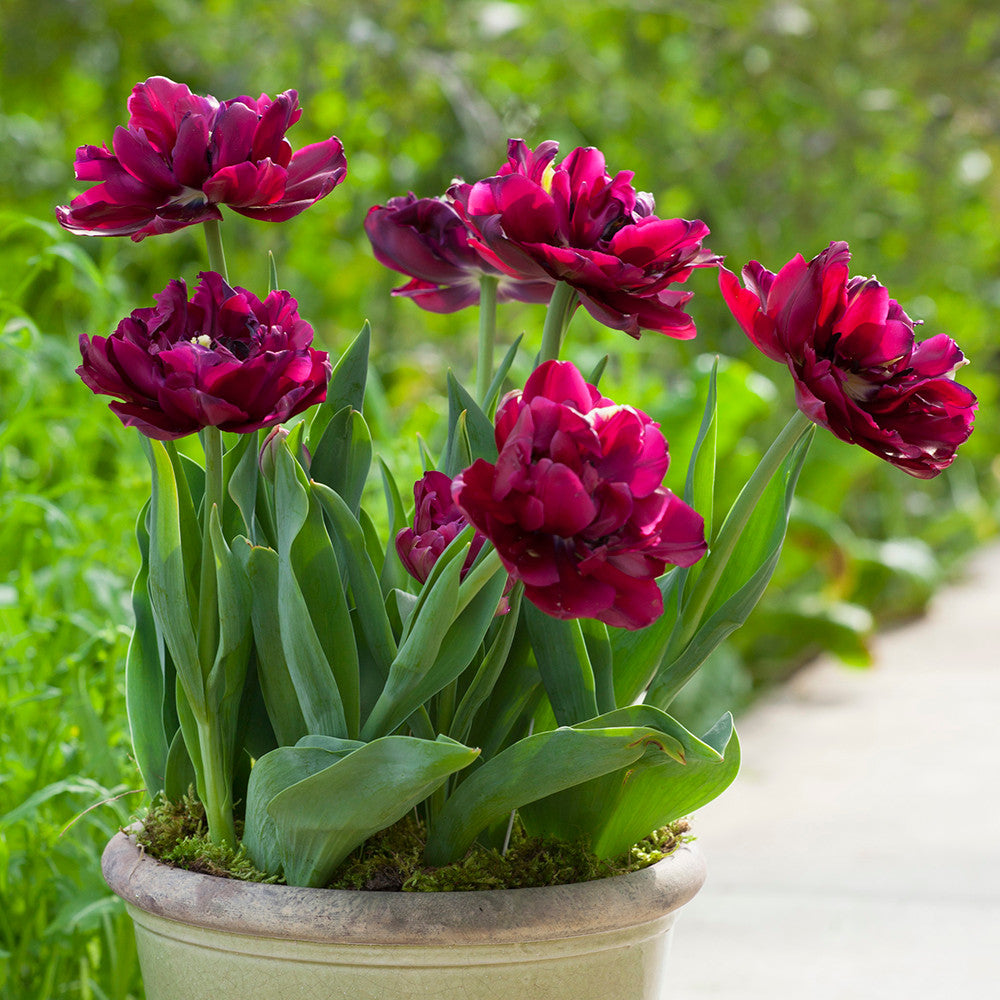 Tulip 'Antraciet'