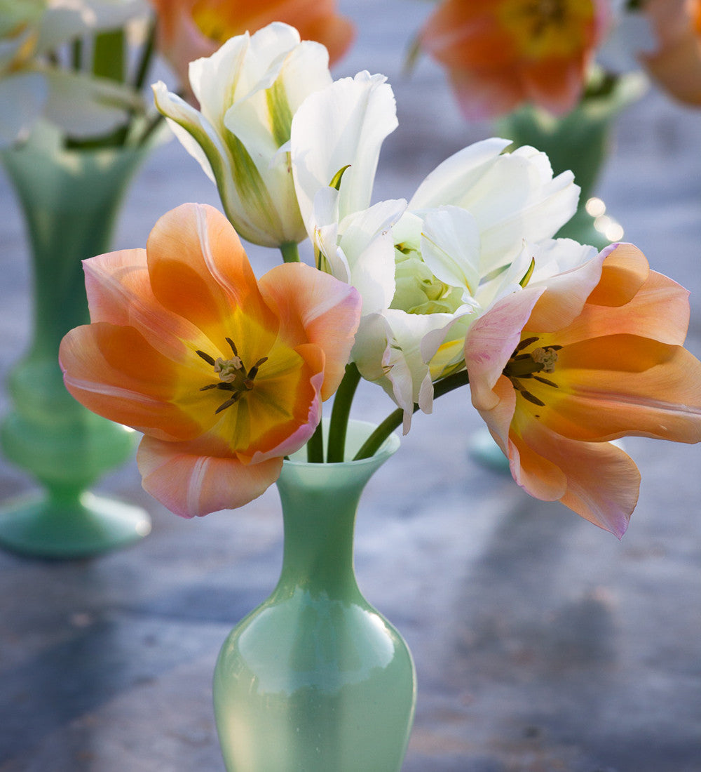 Tulip 'Apricot Beauty'