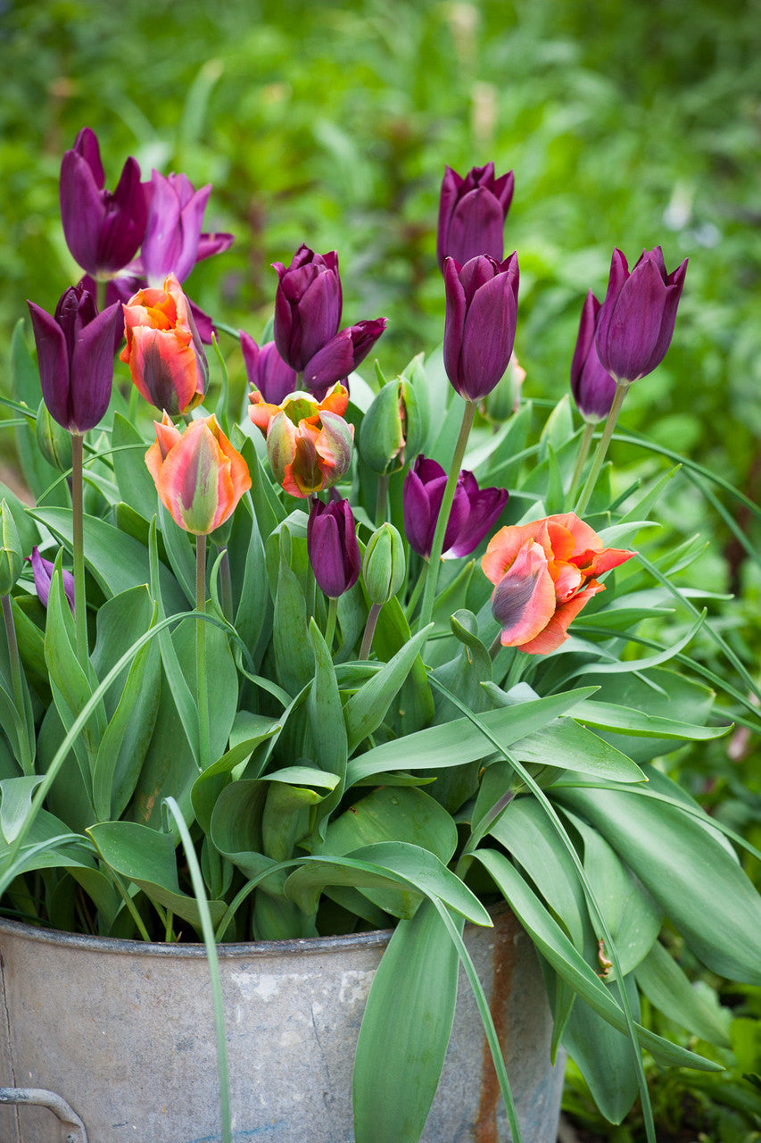 Buy Tulip 'Artist' Bulbs | Viridiflora Tulips | Sarah Raven