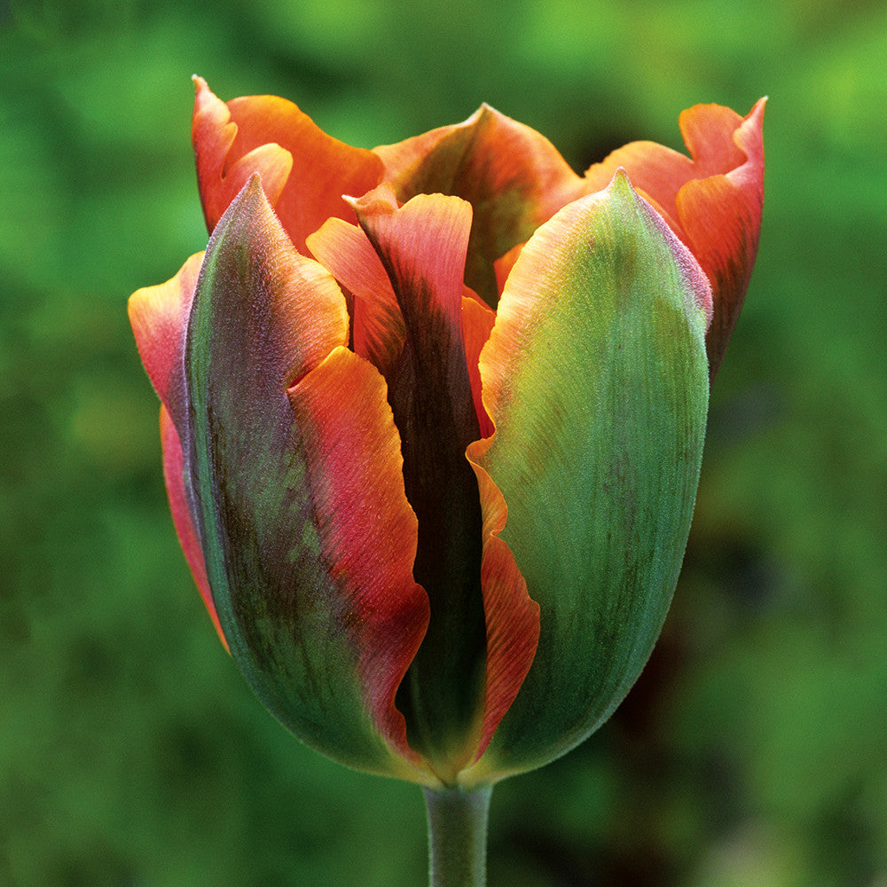 Tulip 'Artist'