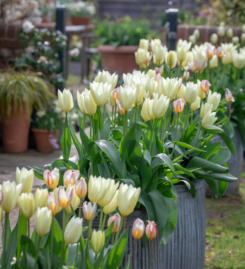 Tulip 'Purissima'