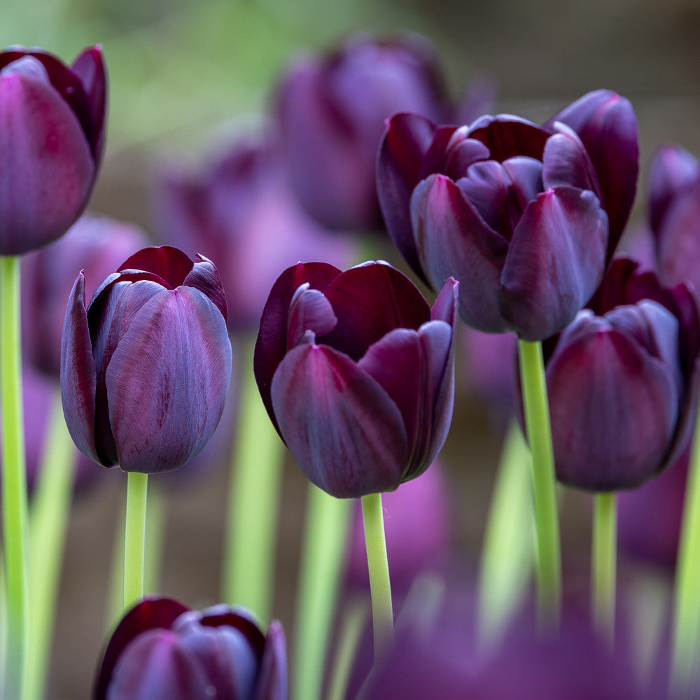 Tulip 'Queen Of Night'