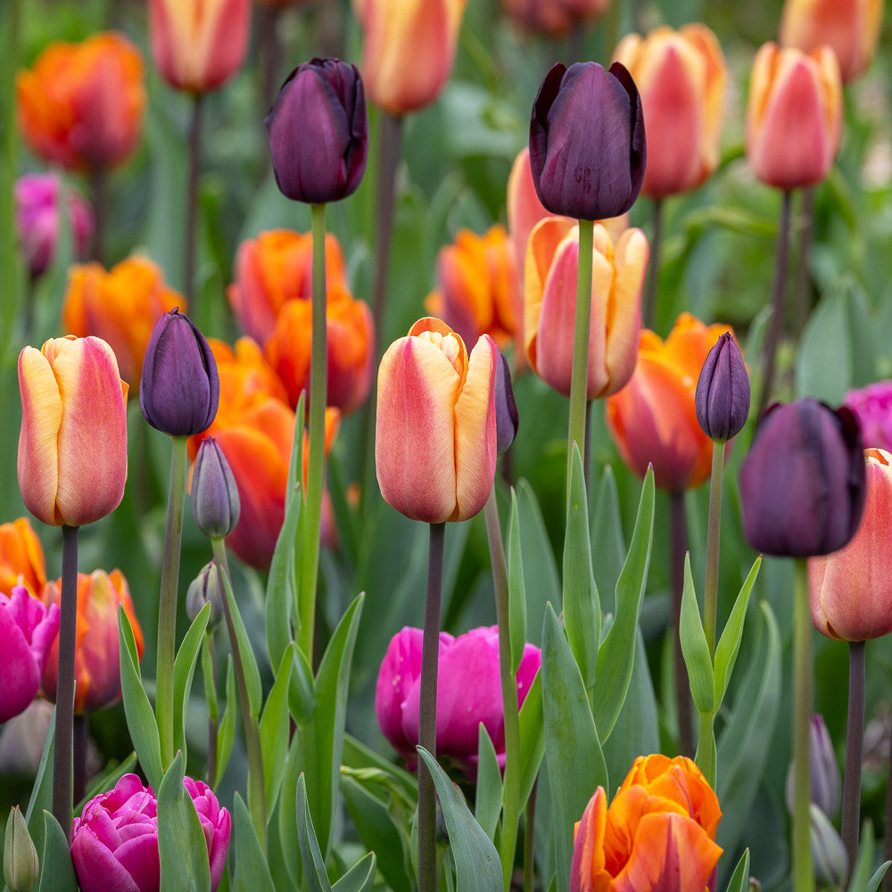 Tulip 'Queen Of Night'