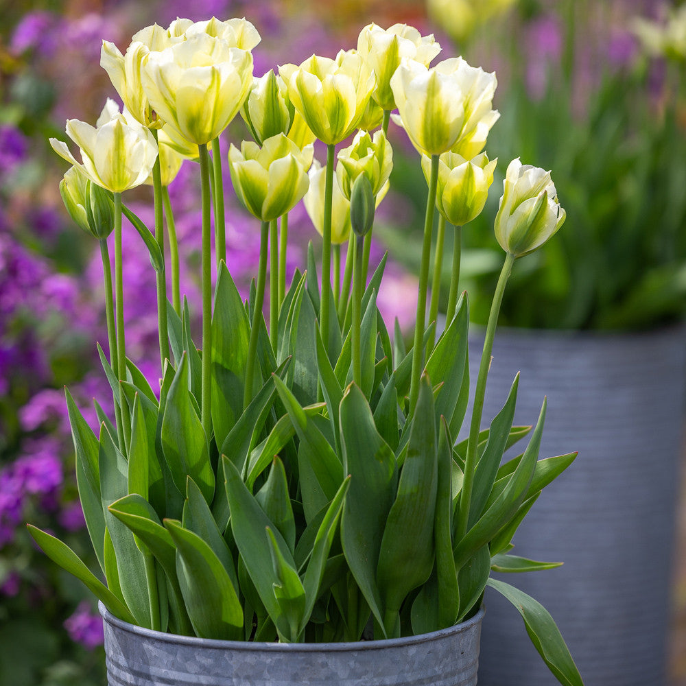 Tulip 'Spring Green'