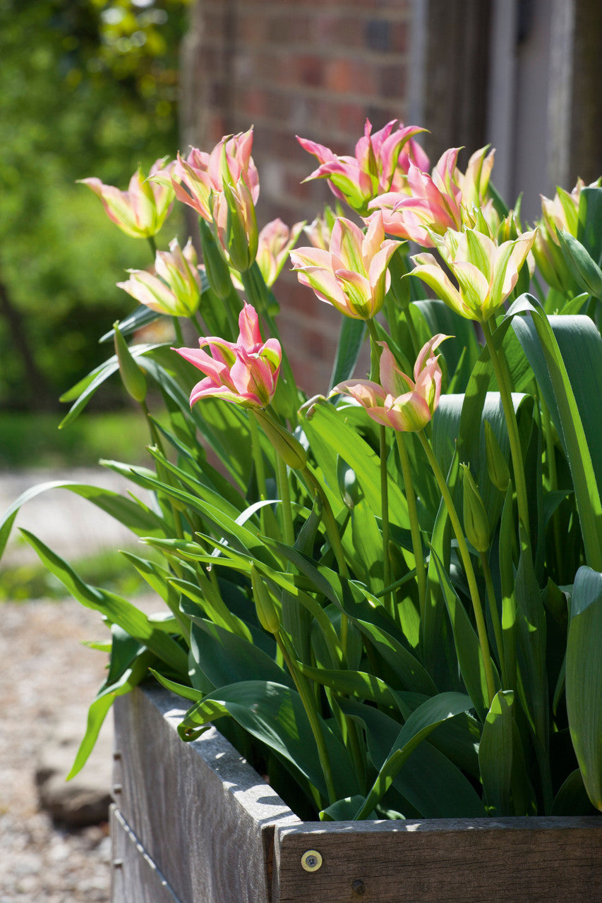 Tulip 'Virichic'