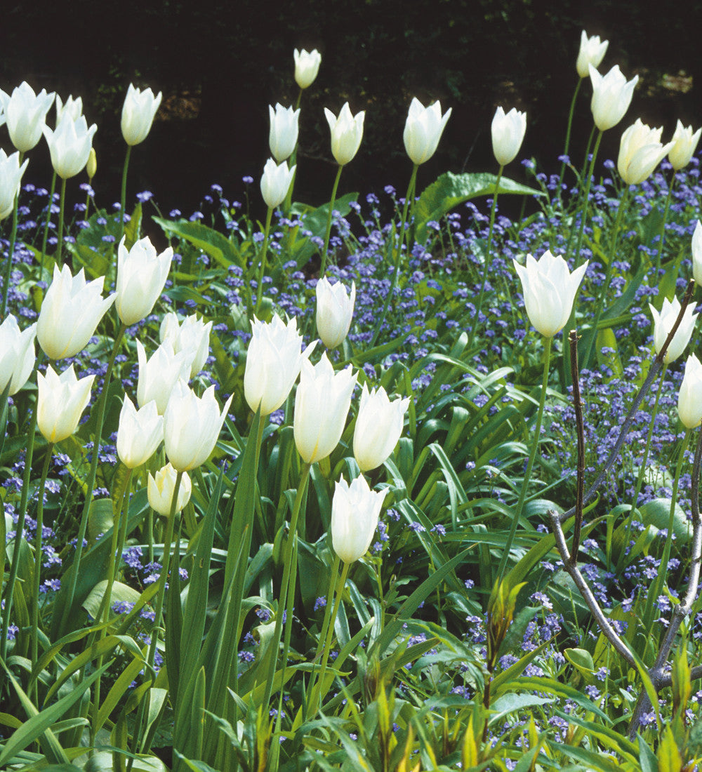 Tulip 'White Triumphator'