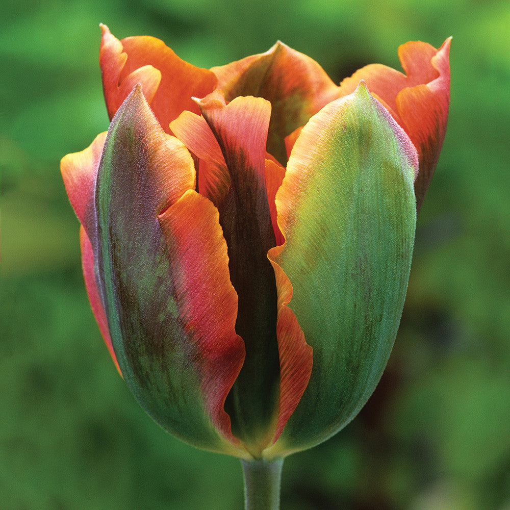 Super Perennial Tulip Mix | Sarah Raven