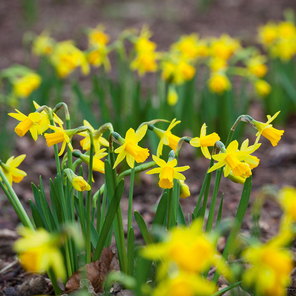 Narcissus 'Tête-à-Tête'
