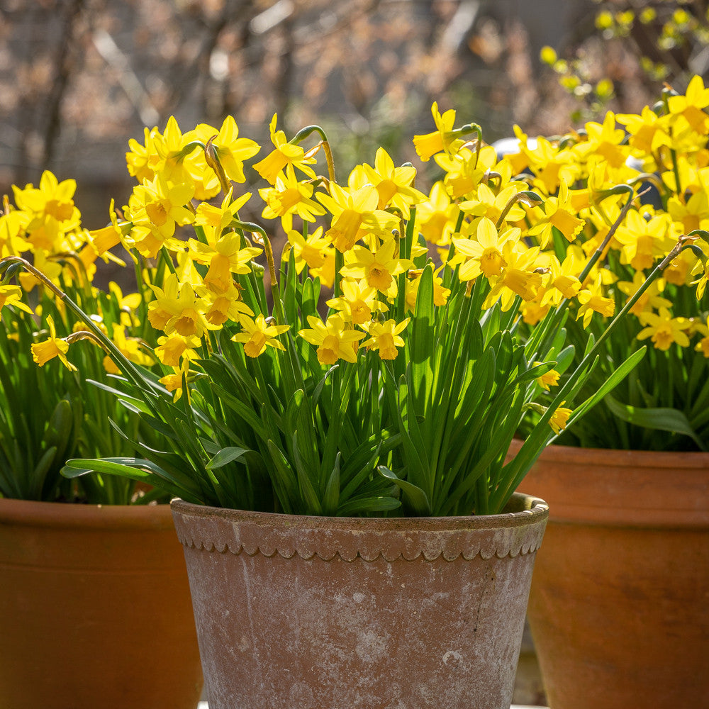 Narcissus 'Tête-à-Tête'