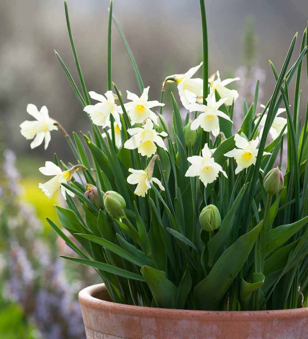 Narcissus 'W.P. Milner'