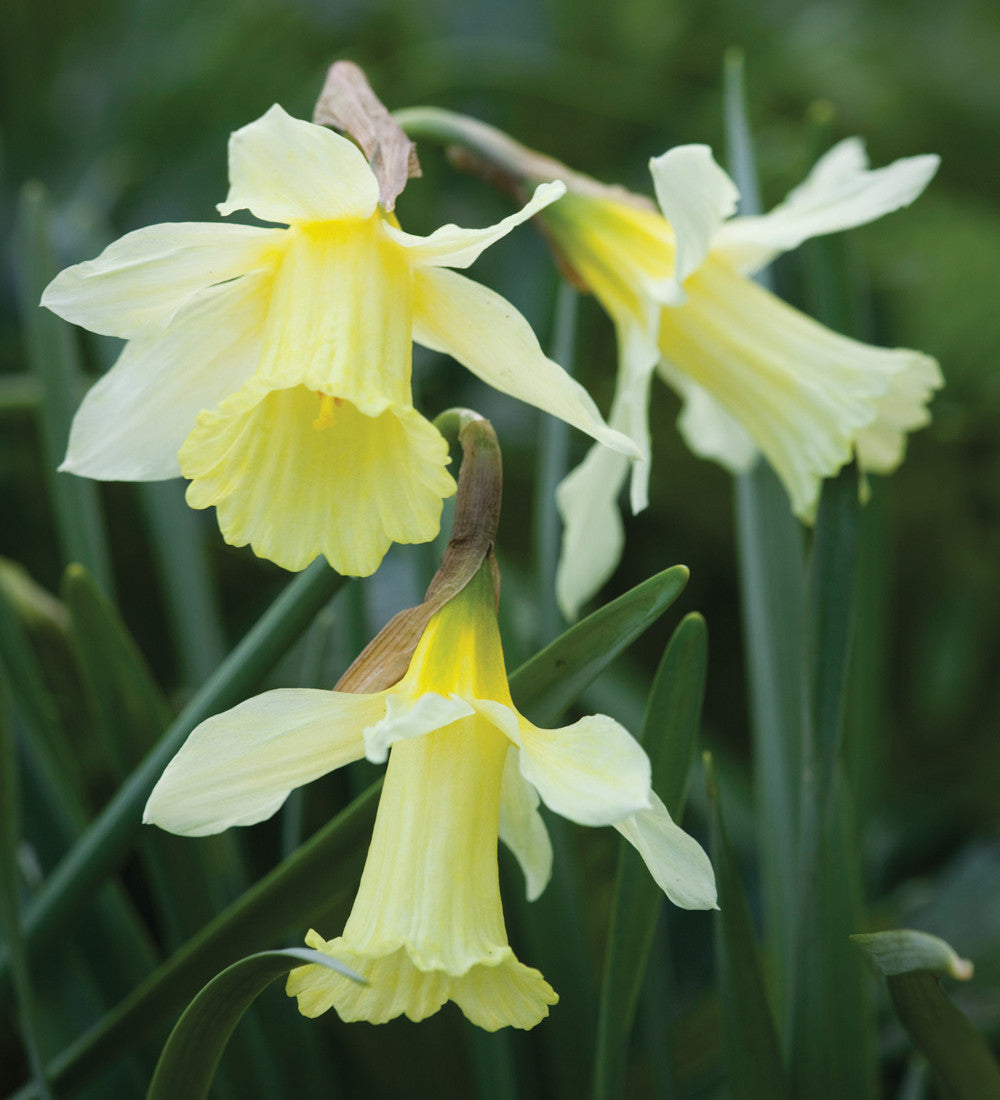 Narcissus 'W.P. Milner'