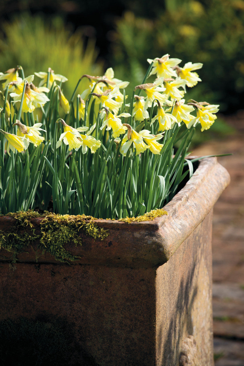 Narcissus 'W.P. Milner'