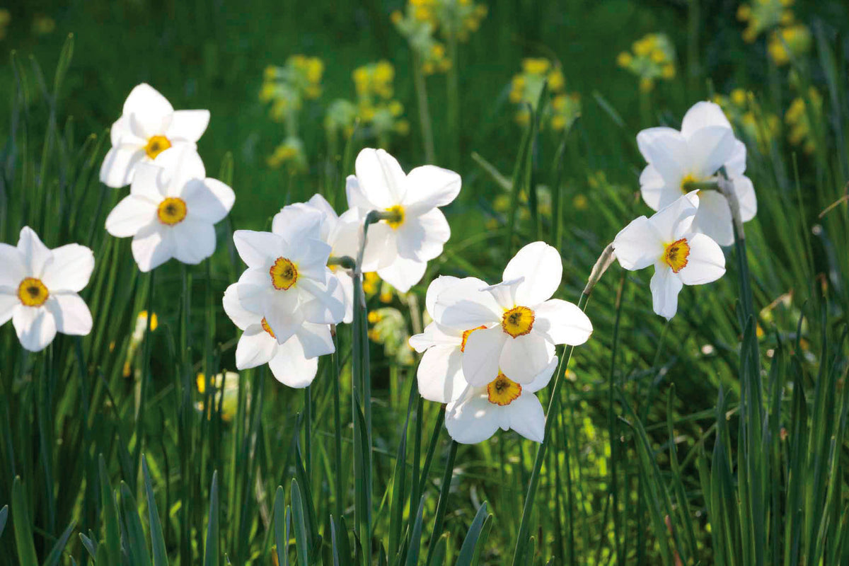Highly Scented Narcissus Collection