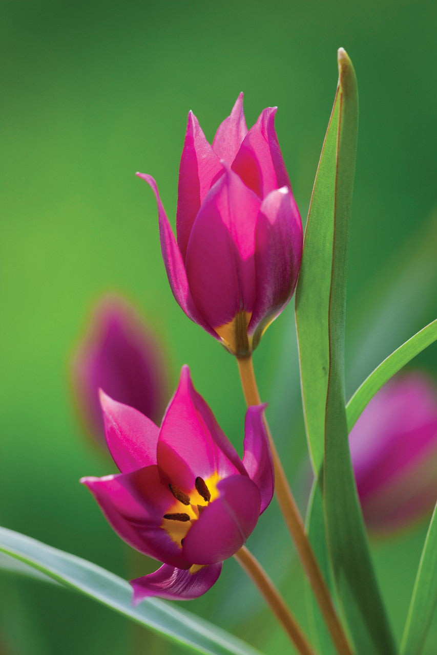 Tulip humilis 'Odalisque'