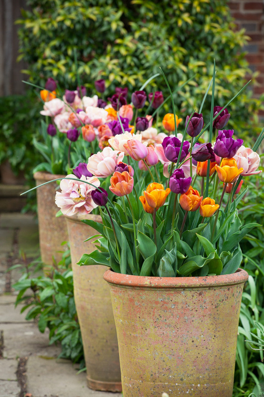 Tulip 'Cairo'