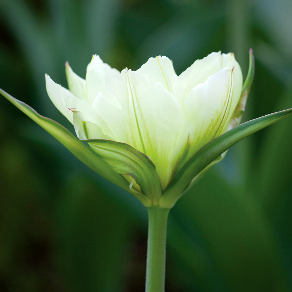 Souvenirs Improbables /Sarah　 mmmmm Lemon Sorbet Tulip Collection | Tulip Mixes | Sarah Raven