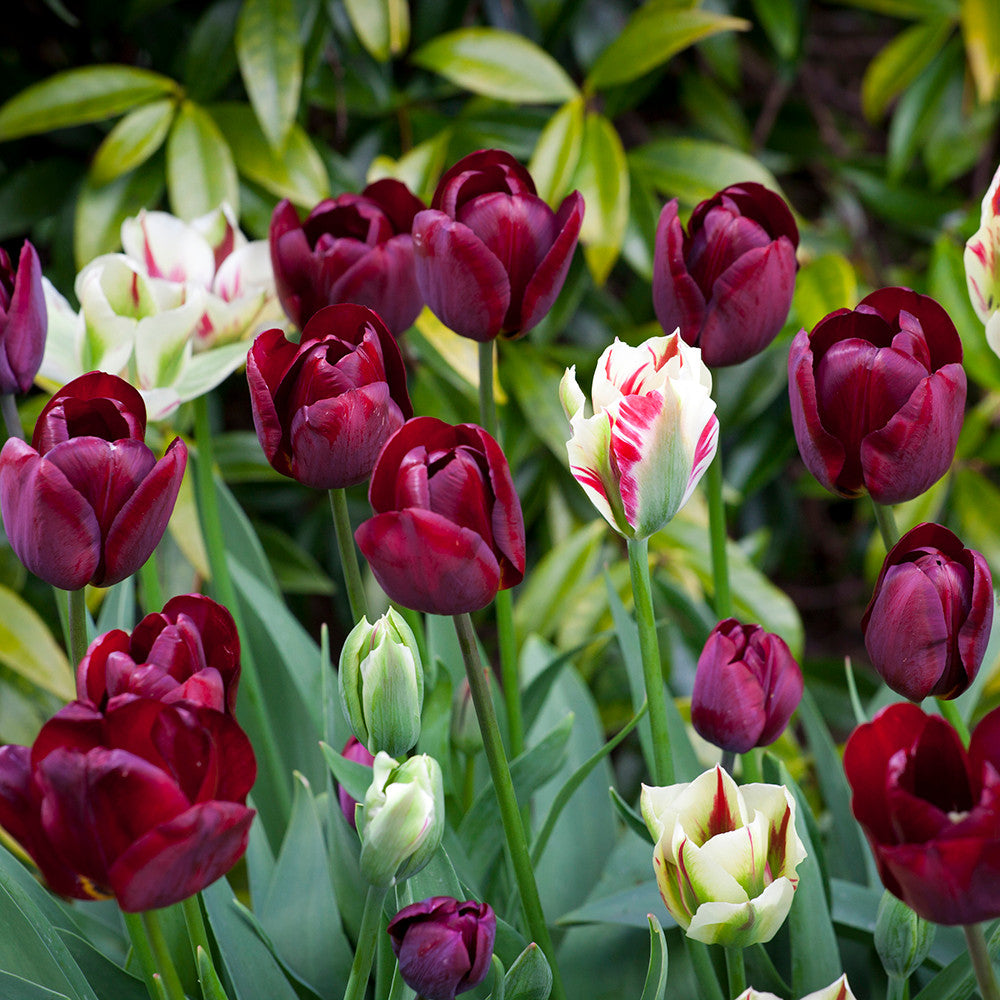 Tulip 'Ronaldo'