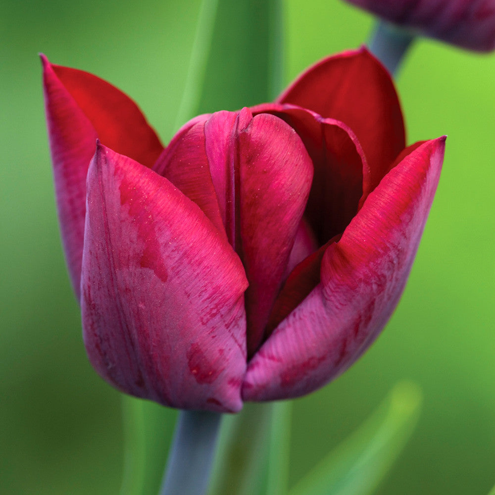 Tulip 'Ronaldo'