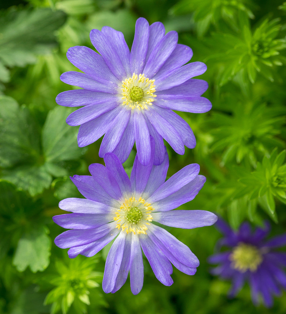 Anemone blanda 'Blue Shades'
