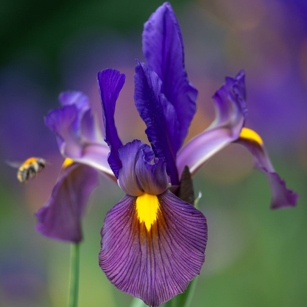 Iris x hollandica 'Eye of the Tiger'
