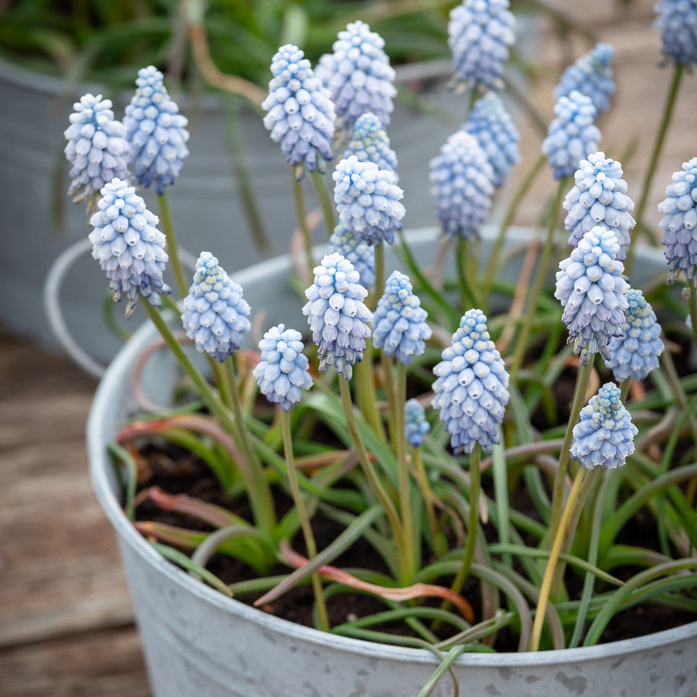 Muscari armeniacum 'Valerie Finnis'