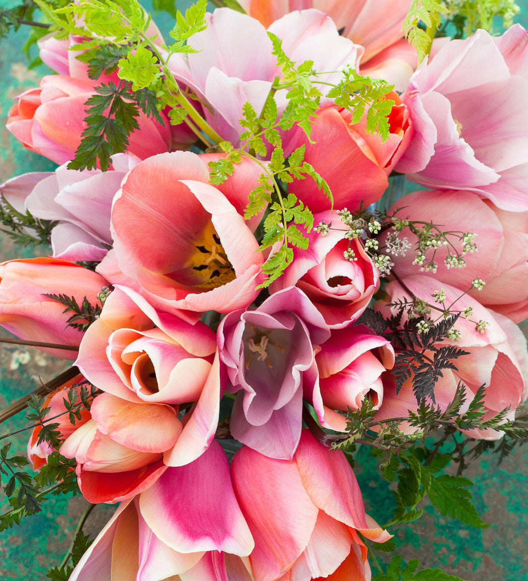 Tulip 'Menton'