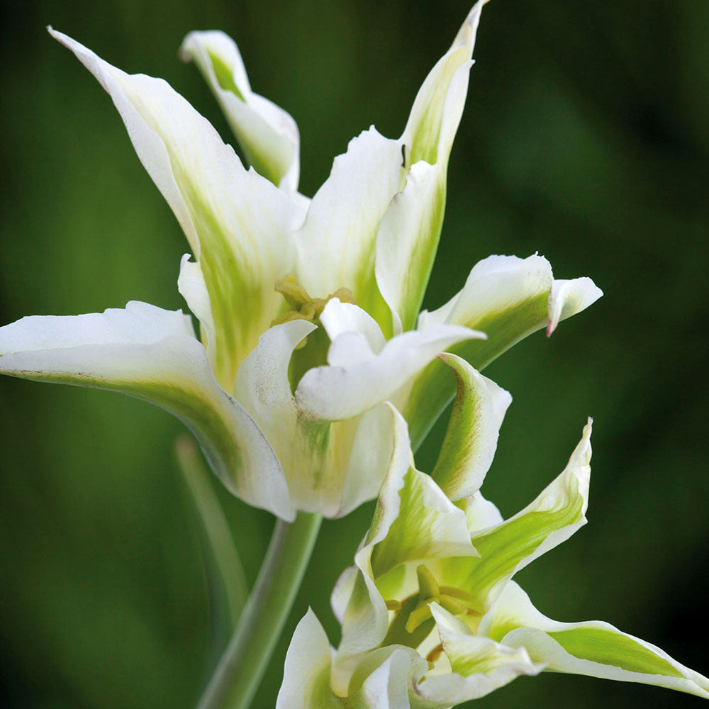 Tulip 'Green Star'