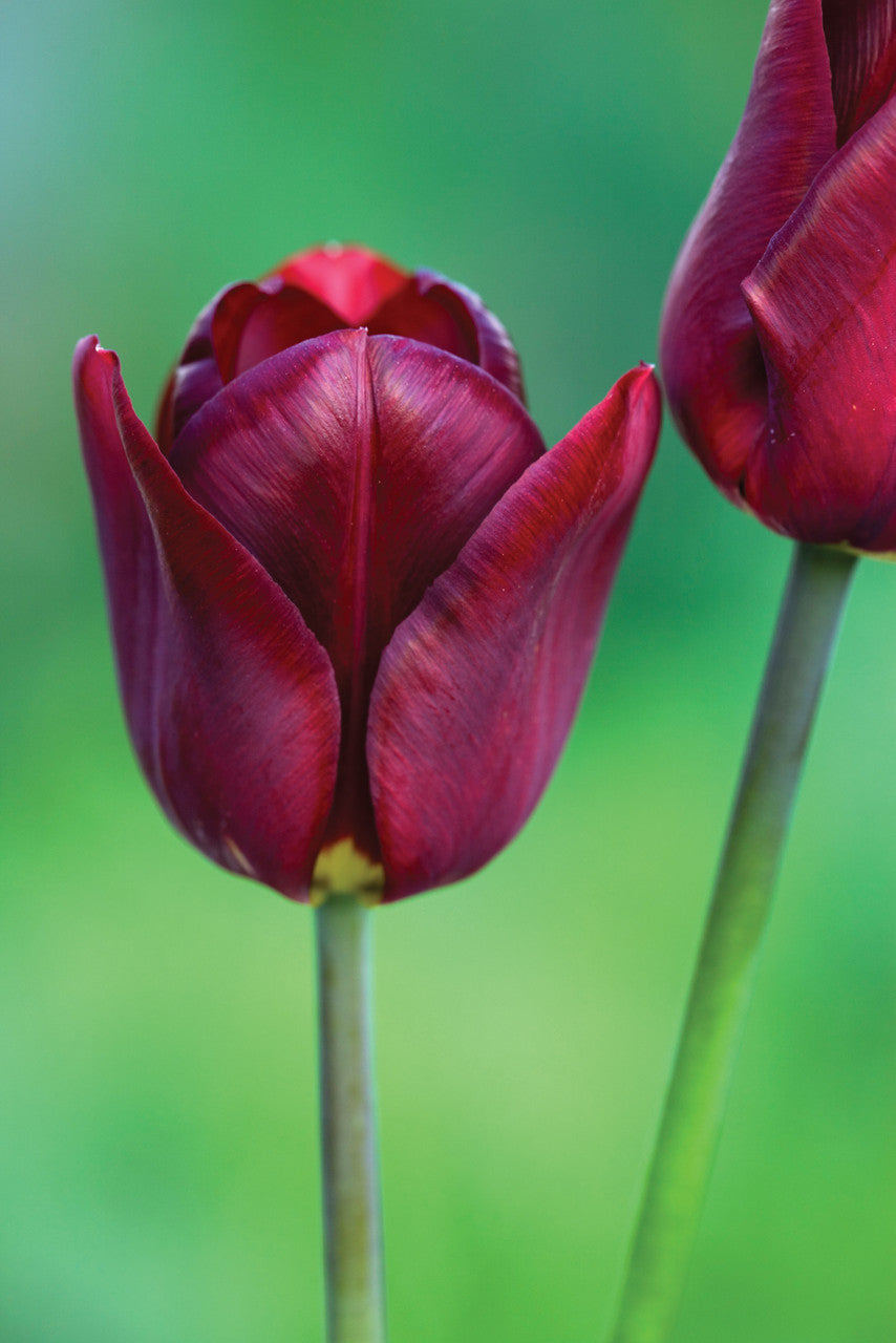 Perfect for Pots Tulip Collection
