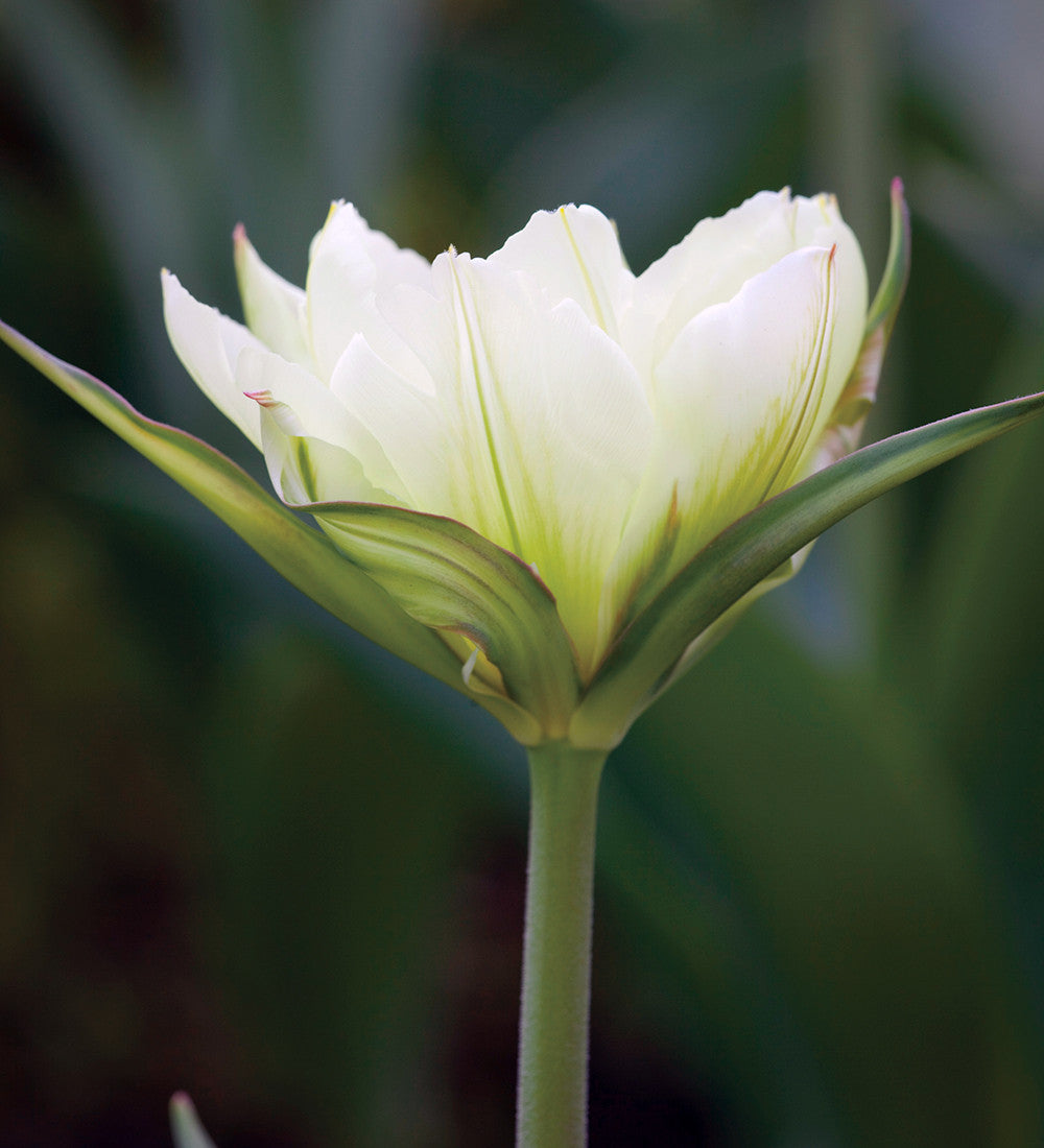 Buy Apricot Beauty Tulip Mix | Sarah Raven