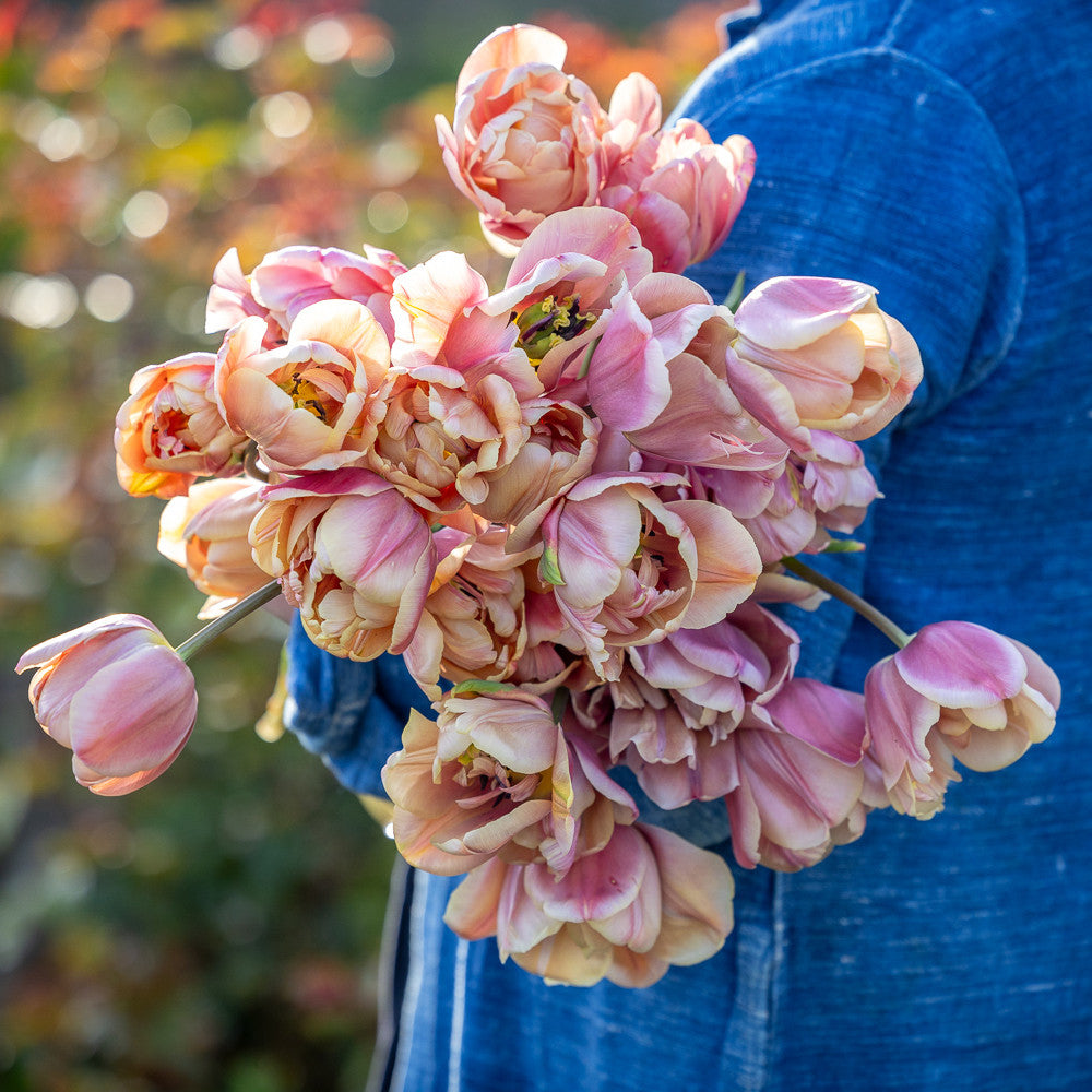 Buy Tulip 'La Belle Epoque' Bulbs | Double Late | Sarah Raven