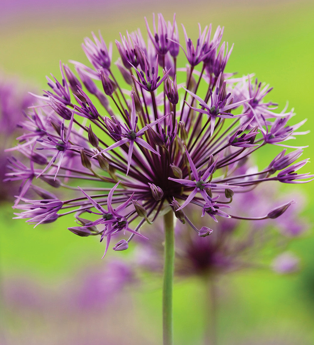 New Allium Collection