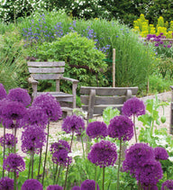 Fantastic Allium Collection - 70 bulbs