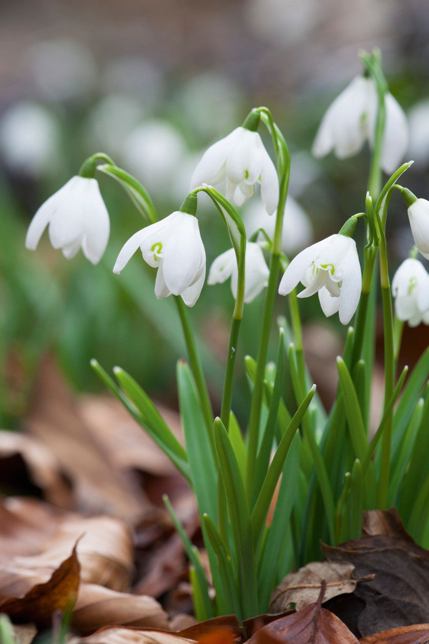 Galanthus nivalis f. pleniflorus 'Flore Pleno' (Double Snowdrop)