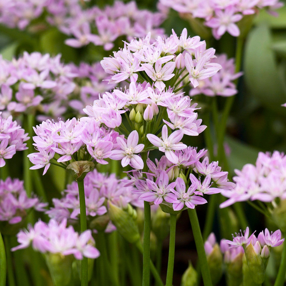 Allium unifolium