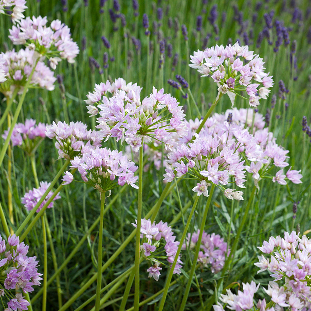 Allium unifolium