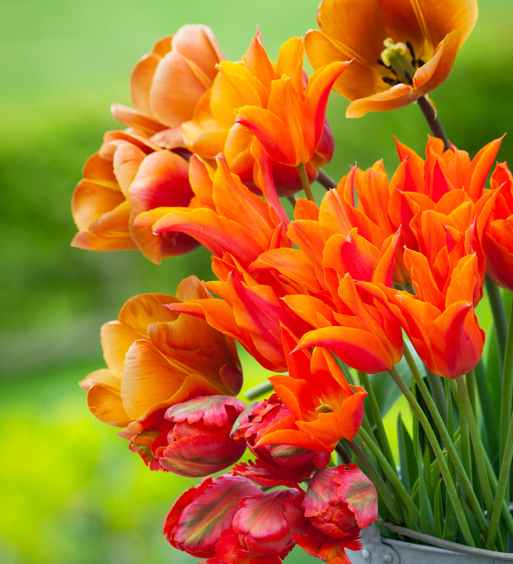 Tulip 'Brown Sugar'